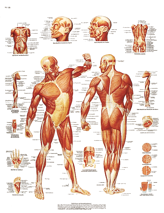 RUCK - Lehrtafel "Die menschliche Muskulatur"