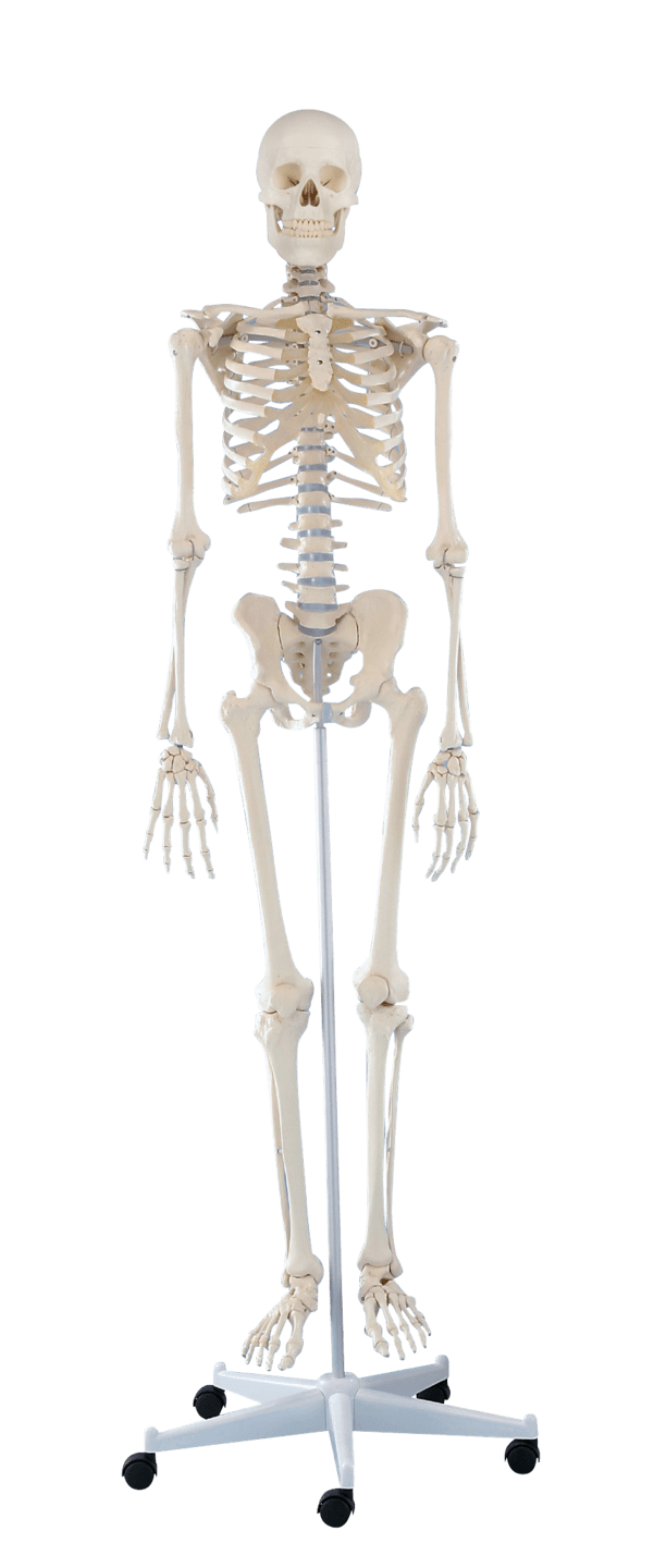 RUCK - Kunststoff-Skelett des ganzen Menschen