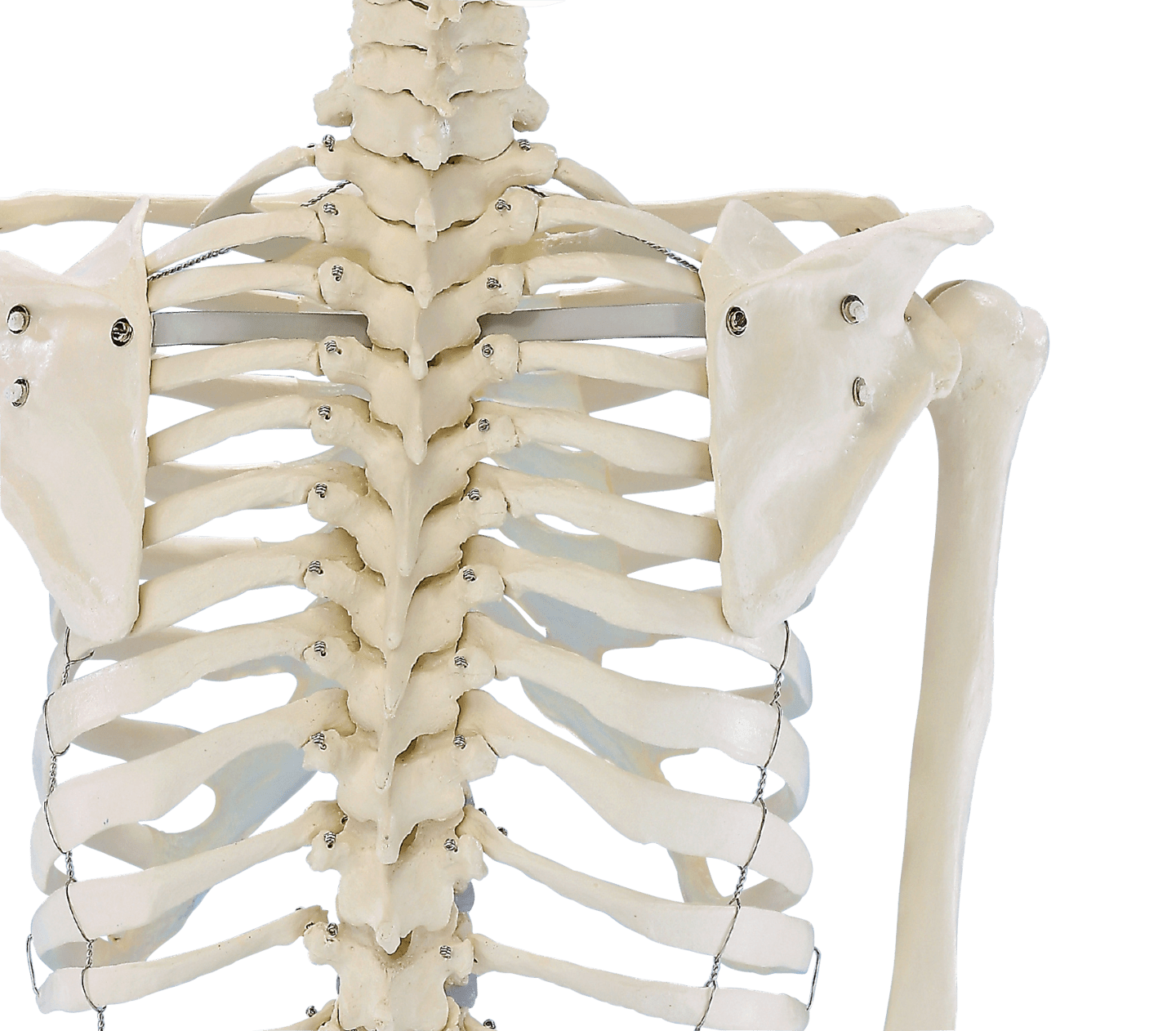 RUCK - Kunststoff-Skelett des ganzen Menschen