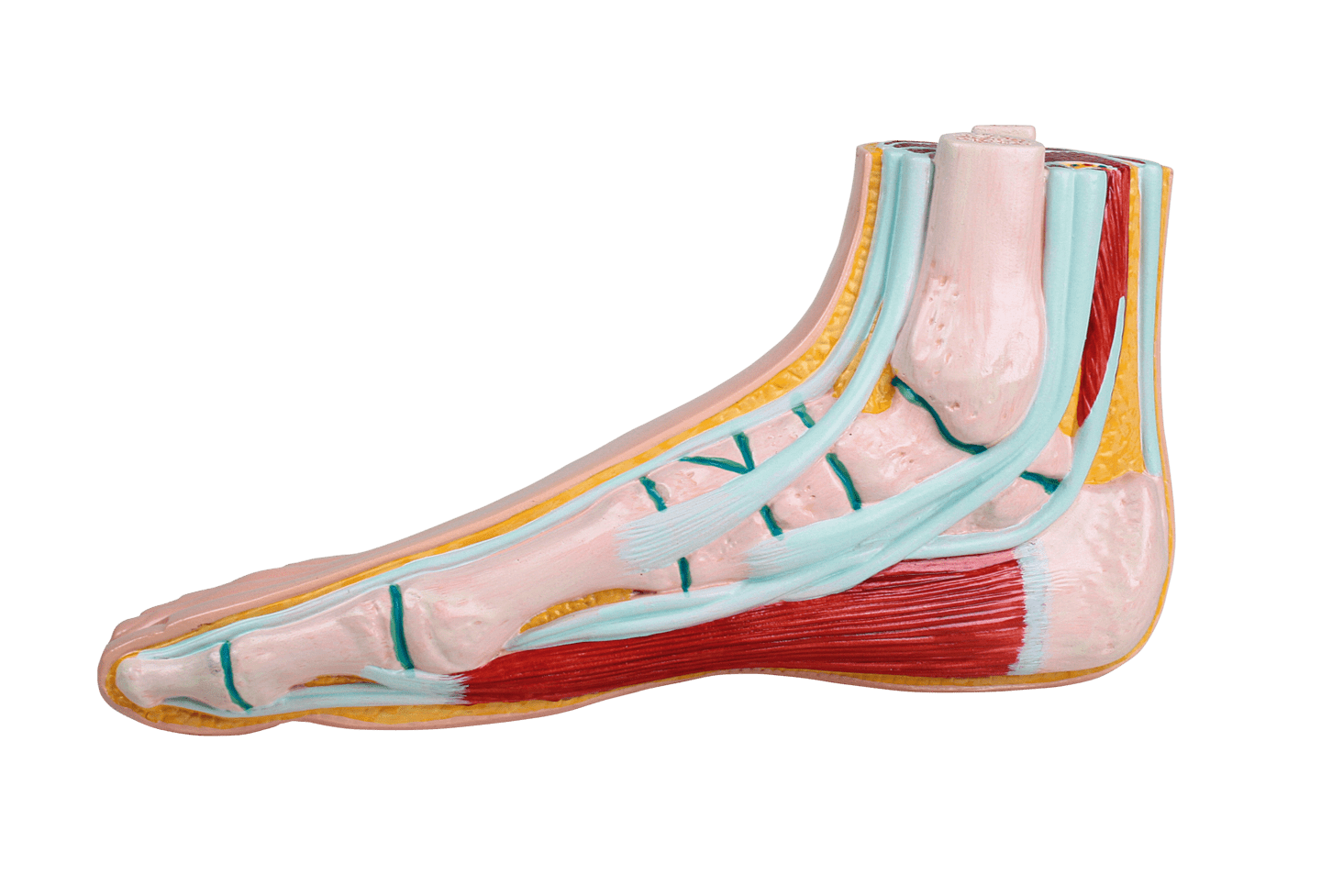 RUCK - Fußmodelle aus Kunststoff