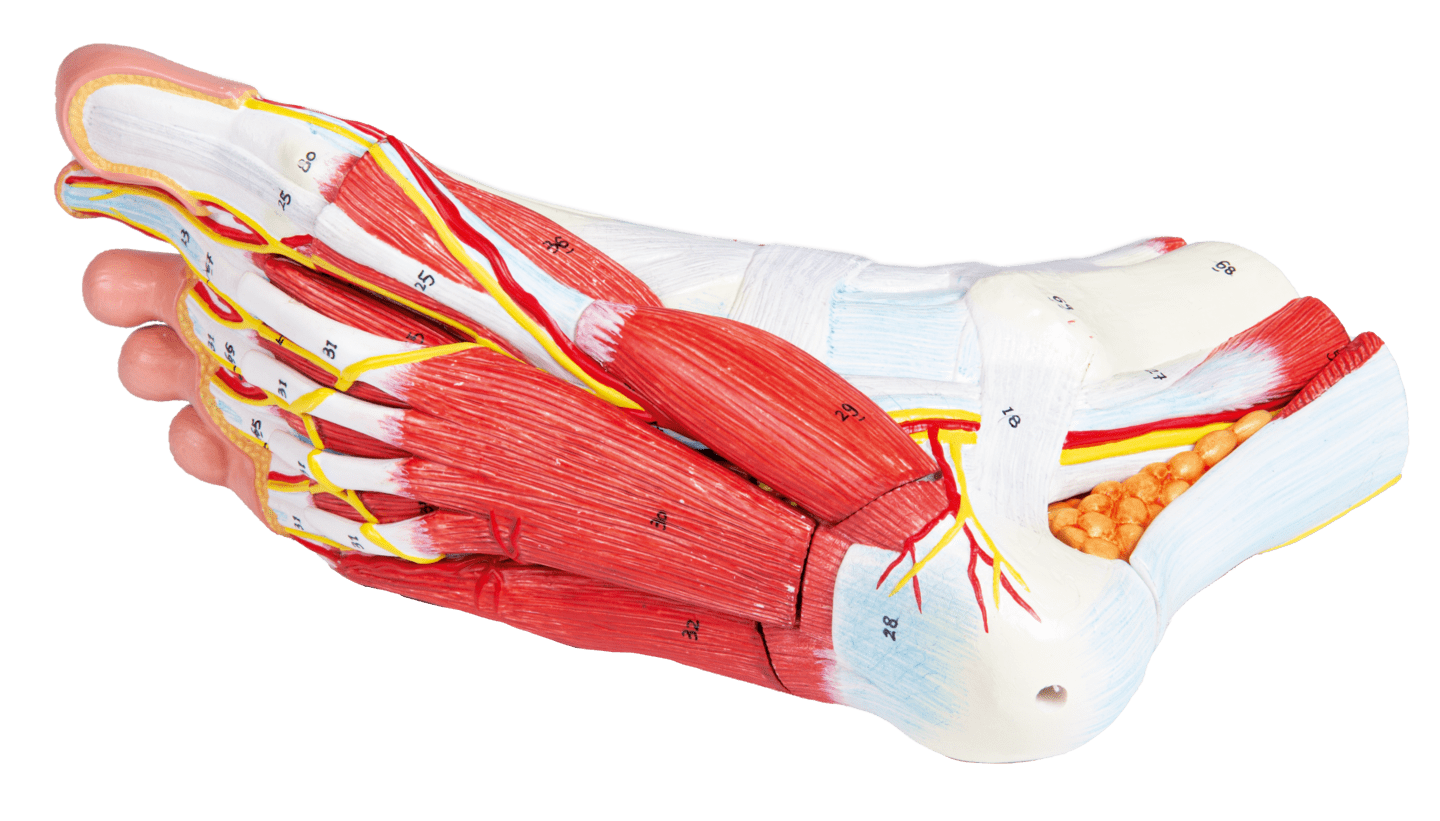 k.A. - Anatomie des Fußes