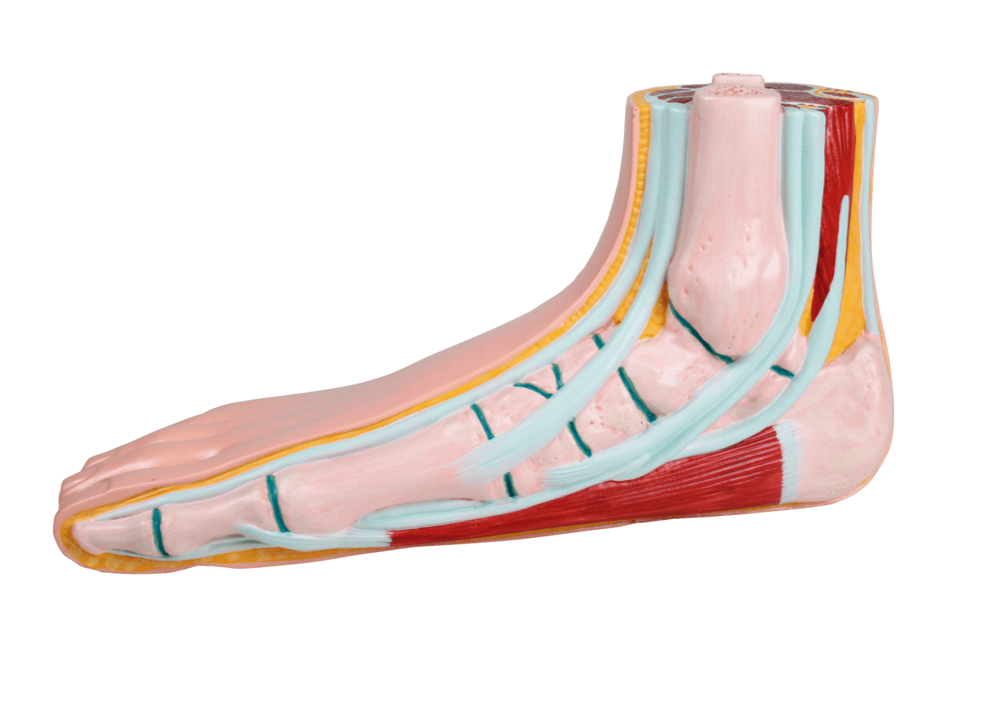 RUCK - Fußmodelle aus Kunststoff